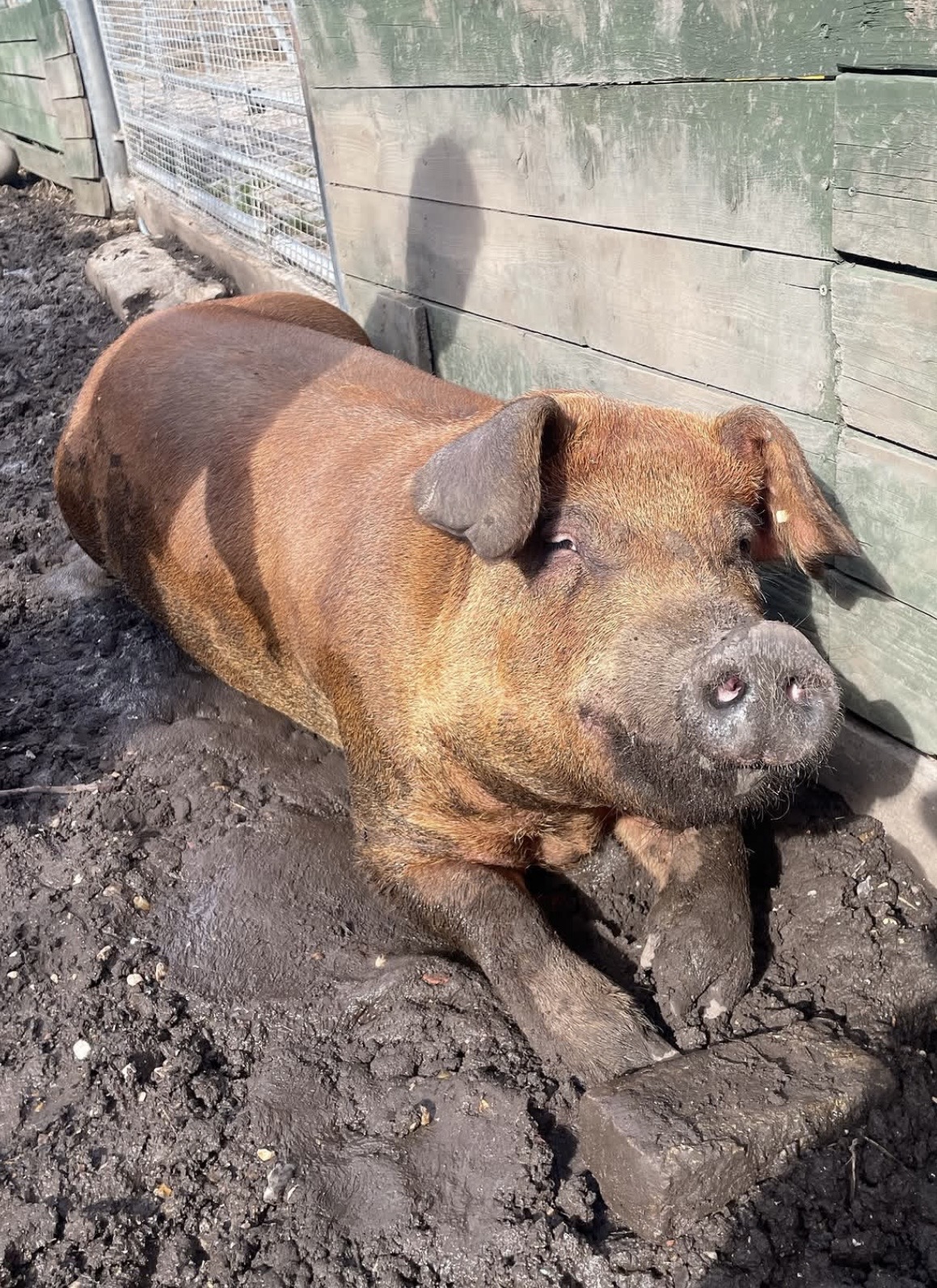 Pig